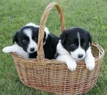 Adorable Border Collie Puppies for sale  WHATSAPP: +97152 916 1892