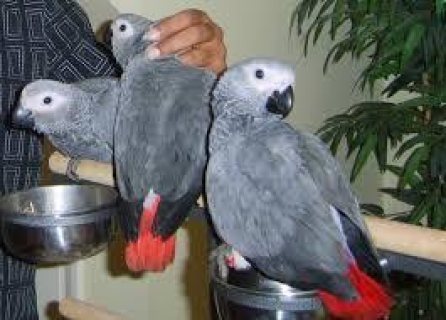  Sweet and lovely African gray for sale   WHATSAPP: +97152 916 1892