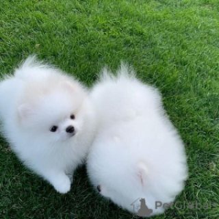  Teacup Pomeranian puppies ready for new homes  WHATSAPP: +97152 916 1892
