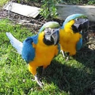 Pair of Hyacinth Macaw Parrots for Sale  WHATSAPP: +97152 916 1892