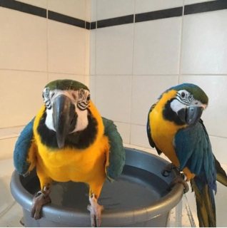 Male and female Macaw Parrots ready for sale ,  WHATSAPP: +97152 916 1892