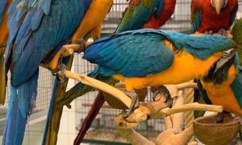 Male and female Macaw Parrots ready for sale  WHATSAPP: +97152 916 1892