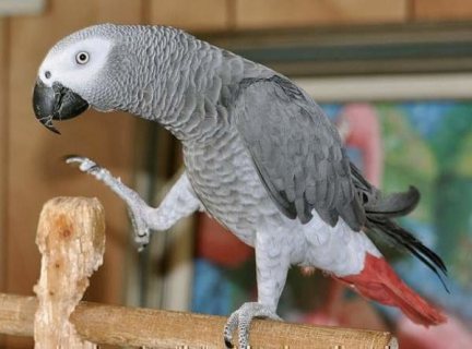 Pair Of African Gray Parrots Available WHATSAPP: +97152 916 1892