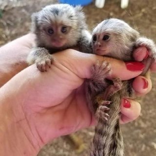 Absolutely darling female pygmies marmoset   WHATSAPP: +97152 916 1892