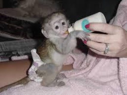 Beautiful Capuchin Monkeys For sale.   WHATSAPP: +97152 916 1892