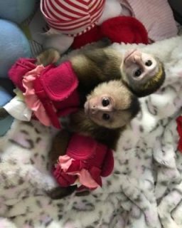 Capuchin monkeys ready for their new home   WHATSAPP: +97152 916 1892