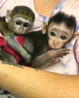 available two Outstanding capuchin monkey    WHATSAPP: +97152 916 1892