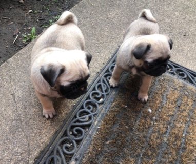 cute pug puppies for sale WHATSAPP : +97152 916 1892 