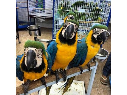 Talking Blue And Gold Macaws Parrots for Sale  WHATSAPP : +97152 916 1892 .