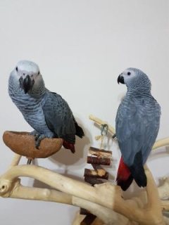 African Gray Parrots available WHATSAPP : +97152 916 1892 