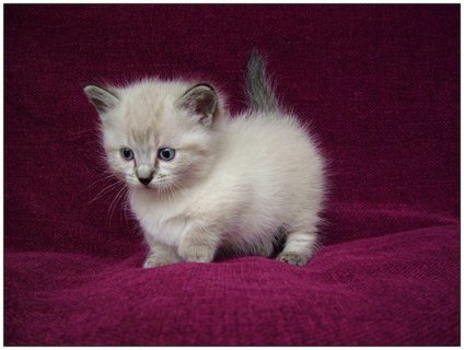  Beatifull ragdoll kittens WHATSAPP : +97152 916 1892 