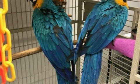  Macaw Parrots ready for sale  WHATSAPP : +97152 916 1892 