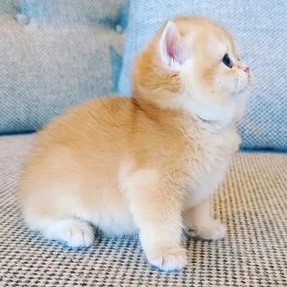 Persian kitten for sale 2