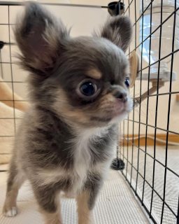 Chihuahua puppy for sell 