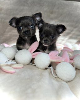 Chihuahua babies for you 