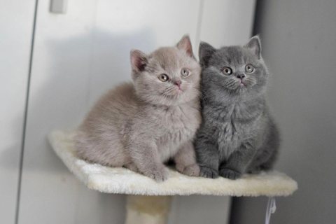 Lovable British shorthair kittens for sale 