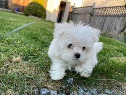 Male and Female Teacup Maltese puppies WHATSAPP : +97152 916 1892
