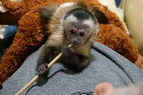 Capunchin monkey for you 