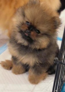Pomeranian puppy available for sale