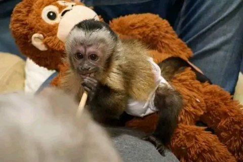 Capunchin monkey for sale now 