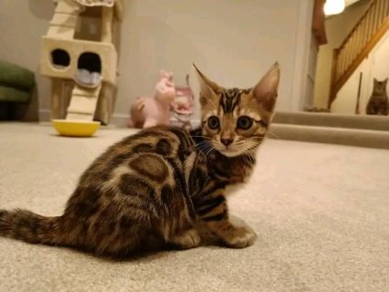 cute bengal kittens available