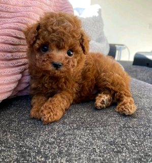 Toy poodle puppy 