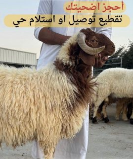 اضاحي العيد غنم نعيمي Eid Goat