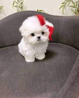 Look at me! I am an Maltese puppy! WHATSAPP: +97152 916 1892