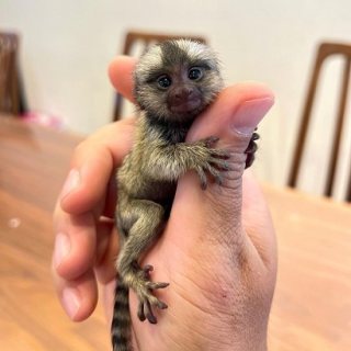 Marmoset Monkeys Male and Female