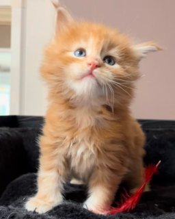 Maincoon kittens for sale 