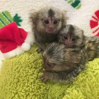 Pygmy marmoset monkey babies for sale. WHATSAPP: +97152 916 1892