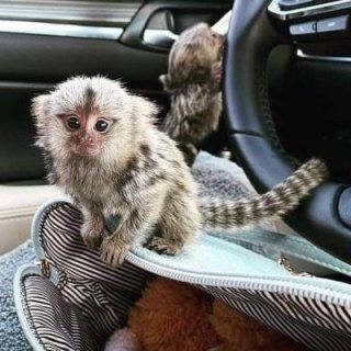 Twins Pygmy Marmosets Monkeys for sale. WHATSAPP: +97152 916 1892