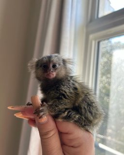 Home raise marmoset monkey 