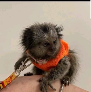 Pygmy marmoset monkey babies for sale. WHATSAPP: +97152 916 1892