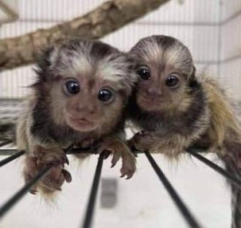  Twins Pygmy Marmosets Monkeys for sale. WHATSAPP: +97152 916 1892