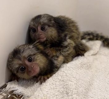 Wow lovely pygmy Marmoset Monkeys  WHATSAPP: +97152 916 1892