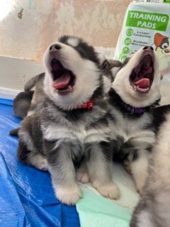 Siberian husky  puppies now ready for a new home. WHATSAPP: +97152 916 1892