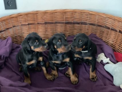 Doberman Pinscher Puppies Available for sale. WHATSAPP: +97152 916 1892