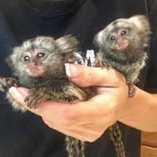 Twins Pygmy Marmosets Monkeys for sale. WHATSAPP: +97152 916 1892