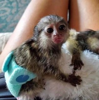 Pygmy Marmoset monkeys for sale and also for Adoption. WHATSAPP: +97152 916 1892