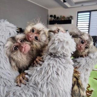 Well Trained Marmoset Monkeys for sale. WHATSAPP: +97152 916 1892