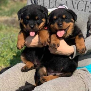 Rottweiler Puppies Available for sale. WHATSAPP: +97152 916 1892