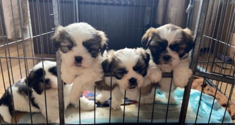 Shih Tzu Puppies for Sale.. WHATSAPP: +97152 916 1892