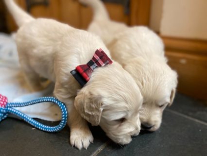 Golden retriever Puppies for sale.WHATSAPP: +97152 916 1892