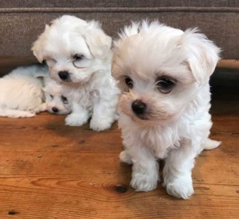 Maltese Puppies Available .WHATSAPP: +97152 916 1892