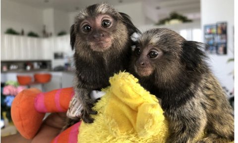  Two beautiful Finger Marmoset Monkeys for sale. WHATSAPP: +97152 916 1892