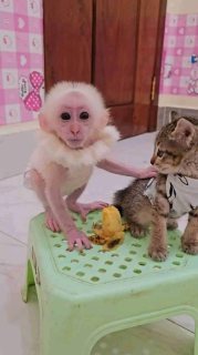 CAPUCHIN MONKEY FOR SALE.. WHATSAPP: +97152 916 1892