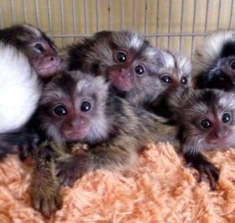 Adorable Marmoset Monkeys for sale .WHATSAPP: +97152 916 1892