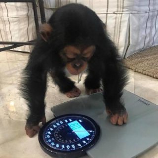 Amazing 2 Monkey Chimpazee  available . WHATSAPP: +97152 916 1892