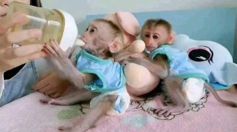 Lovely Capuchin Monkeys for Sale  WHATSAPP: +97152 916 1892